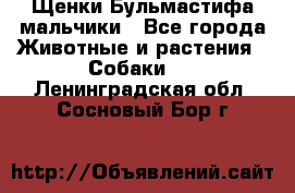 Щенки Бульмастифа мальчики - Все города Животные и растения » Собаки   . Ленинградская обл.,Сосновый Бор г.